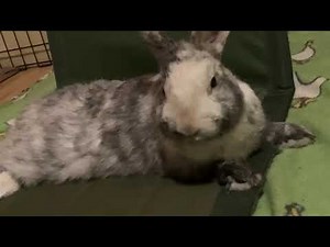 Rabbit in respiratory distress with nasal flaring and labored side breathing