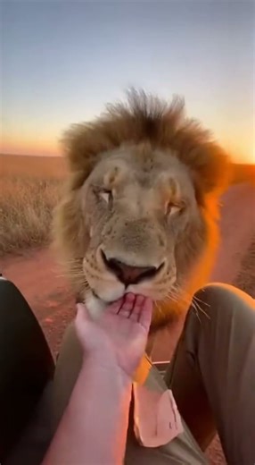 LION ROARS AT CAMERA… THEN SUDDENLY BECOMES A DOG?! 😳