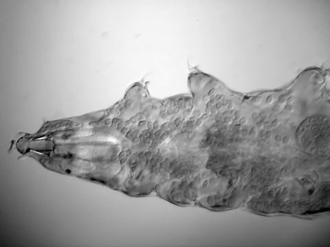 Tardigrades use unique protein to protect themselves from desiccation