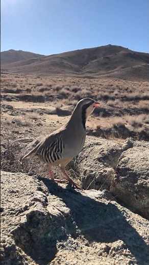Partridge Sound in Nature