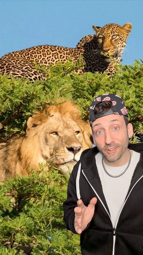 Lion and Leopard hybrid 👀 #animals | Odd Danny