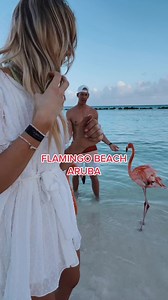 946K views · 6K reactions | #tbt These flamingos are so fun to play with #reels #trend #flamingo #aruba #flamingobeach #travel | Della Vlogs | Facebook