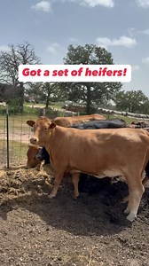 289 reactions · 3 comments |  Heifers for Sale!  We have 5 head of heifers, bred 4-6 months, priced at $2,150 each. Call or text Bubba @ 9033884472  Deposit required to hold cattle.  All cattle are palpated and vaccinated.  Shipping available.  Accept certified funds, credit cards, and Venmo.  Located in Fairfield, Texas #rutherfordlandandcattle #texascattle #cattleforsale #cattleranch #cattleranching | Rutherford Cattle | Facebook