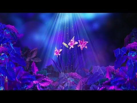 Kaleidoscope Purple flower Vj Loop Video | 4K Video | No Copyright Motion Background Video