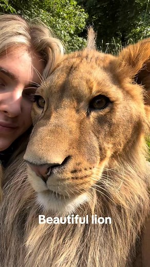 #lions #tiger #baby | Logan Zachary