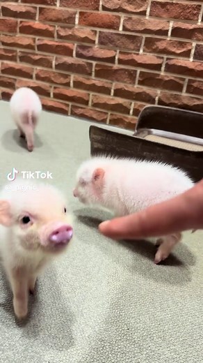 かわいいマイクロブタとの出会い💖