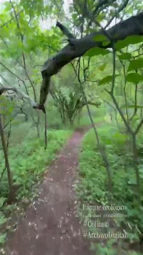 #EntérateAD 🌿✨ ¡Descubre el pulmón verde de Colima! 🦋