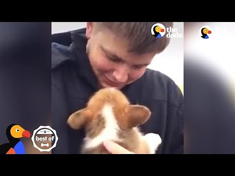 PUPPY SURPRISES: People Get the Most Amazing Surprise | The Dodo Best Of