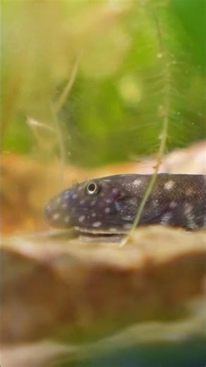 Freshwater Stingray ?