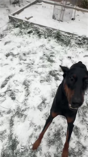 Incredible Doberman: A Show-Stopping Puppy Showcase