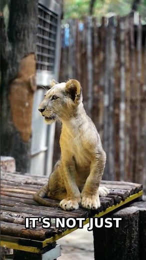 A lion's roar can shake the ground, here's how it works