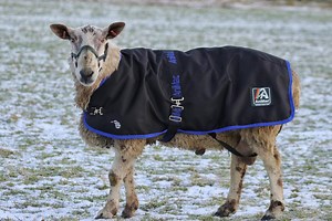 Sheep Coats & Lamb Jackets | AniMac Animal Coats