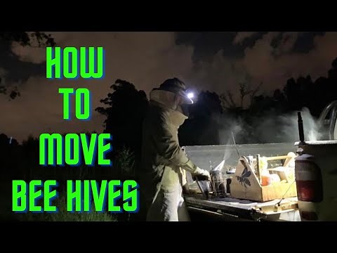 How to move bee hives from one place to another
