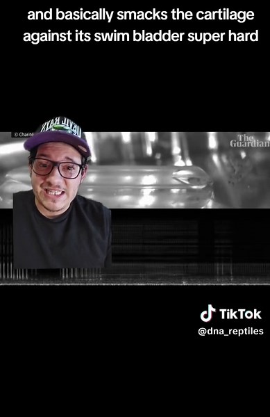 Loud as a Jet: Discover the Danionella Cerebrum Fish