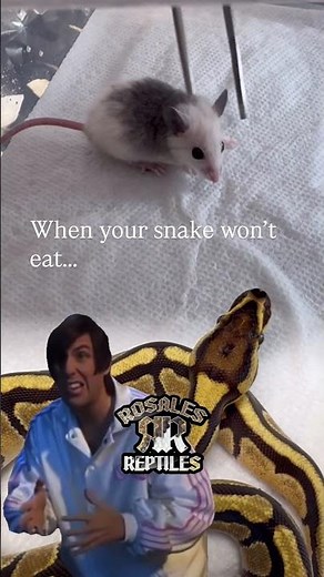 #ballpython ##funny #fypシ゚viral