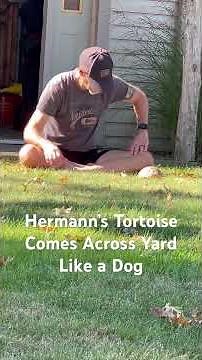 Hermann’s Tortoise Comes Across the Yard Like a Dog! 🐢🐕