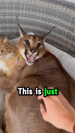 2.6K views · 24 reactions | Scary Cat  | Millions Moments | Facebook