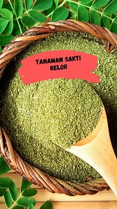 Ini adalah pohon ajaib yang punya banyak manfaat, iya pohon kelor !! . . #pertanian #petani #mahakam #mahakamagro #pestisida #insektisida #fungisida #herbisida #rodentisida #petanimilenial #pestisidamahakam #hama #gulma #infopertanian #paktoko #sinikasihtau #informasi #kelor #daunkelor #moringatree #MiracleTree | Mahakam Agrochemical