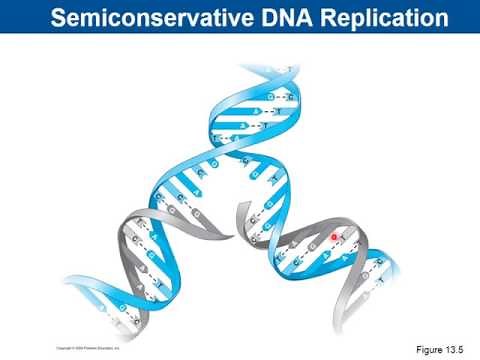 Chapter 8- DNA Replication and Protein Production