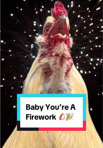 Funny Chicken Videos: Roosters Celebrate 4th of July