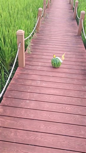 Watermelon Bomb #fireworks #pyrotechnica #explosion #bomb #watermelon
