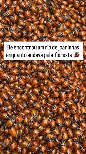 Fabiano Soares on Instagram: "Imagina caminhar pela floresta e encontrar um monte de joaninhas juntas no chão, quase formando um tapete vivo. Não é invasão, não é sujeira e não tem nada errado na tua casa. É o comportamento natural da joaninha convergente, e pouca gente entende o que está vendo. Essa joaninha é uma predadora especialista em pulgões. Desde a fase de larva ela já nasce com uma fome enorme, cresce rápido, passa por vários instares e transforma cada pulgão capturado em energia para 