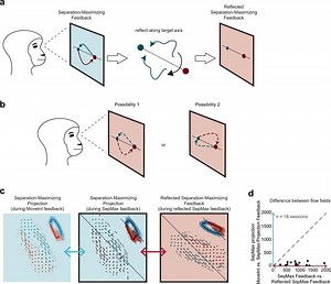 Brain-controlled interface experiment provides empirical support for one-way neural activity paths – Lifeboat News: The Blog