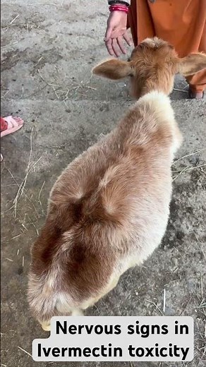 Comment exact dose of Ivermectin and Can we give Ivermectin to calves?