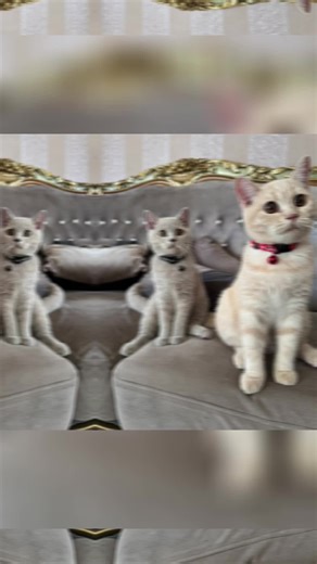 Jambun_salon ✨ (@jambunglass_)’s videos with Like I Do - Serious KAT