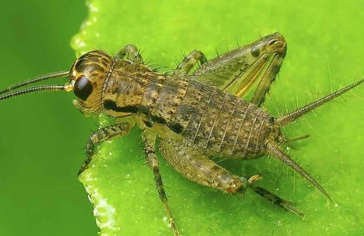 How to Get Rid of Crickets in the Basement - Inspired Homes