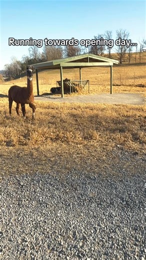 Seven days until the 2026 season begins. | Virginia Safari Park - Virginia's Only Drive-Thru Safari Adventure