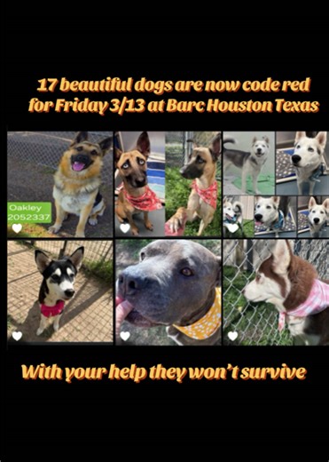 17 beautiful dogs are now code red for Friday 3/13 at Barc Houston Texas Without your help they won’t survive If local and interested in Fostering or Adoption, email ALL below: barcfoster@houstontx.gov barcadoptions@houstontx.gov BARC.Aid@houstontx.gov Please include full 7-digit ID BARC Foster Application: https://www.houstontx.gov/barc/foster_a_pet.html BARC Animal Shelter 3200 Carr St Houston, TX 77026