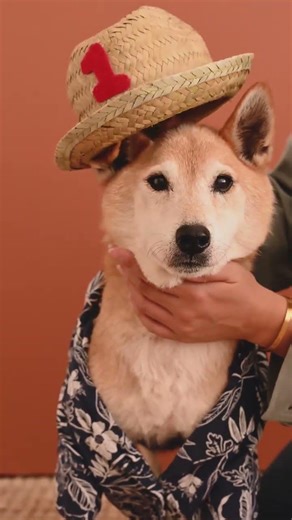 Cute Dog Music 🐶💖 Relaxing & Happy Music for Dogs | Calm, Sleep & Anxiety Relief