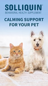 2.4K views · 62 reactions | From the #1 Vet Recommended Supplement Company. Helps support behavioral health. | Nutramax Laboratories Veterinary Sciences, Inc. | Facebook