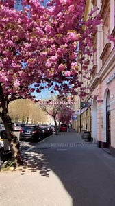 Flowering trees and peaceful parks in Prague spring