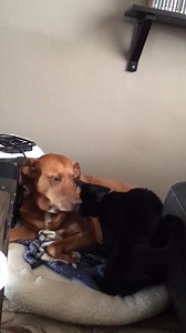 7.8K views · 109 reactions | This newly adopted cat from the shelter was scared and getting used to her new home, but her family says this was the moment she decided the dog was going to be her new best friend and source of comfort in her new environment! 凉凉 (Via - Katherine R.) #Dogs #Cats #BlackCat #ShelterPet #Adoption | Fur Family | Facebook