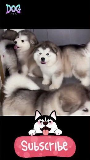dog breeding issues #husky #siberianhusky #huskylife