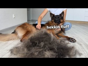 My German Shepherd's Home Grooming Routine | ASMR