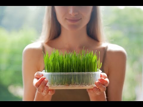 Growing Wheatgrass for Guinea Pigs | no soil needed