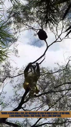 Man Removes Giant Wasp Nest from Tree - Pest Control
