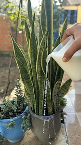 137K views · 847 reactions | Surprising ingredients that will make your Sansevieria bloom like never before | Green Life Ideas | Facebook