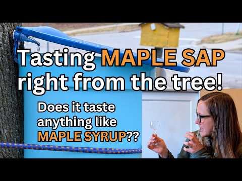 Does Maple Sap 🍁 ACTUALLY Taste Like Maple Syrup??? 🍁 Tasting RAW MAPLE SAP right from the tree! 🍁