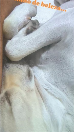 Kimba e o cochilo da beleza...🙂‍↕️😴😪#kimba #shorts #asmr