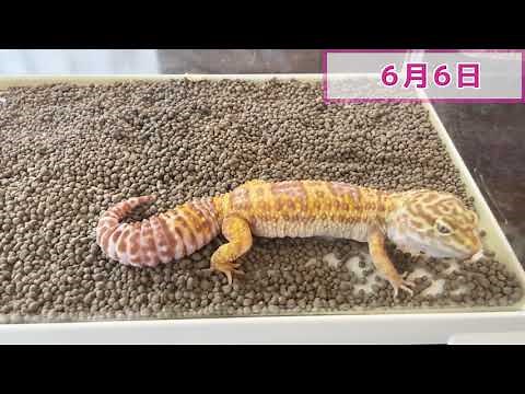 【レオパの繁殖②】交配してから卵を確認するまで