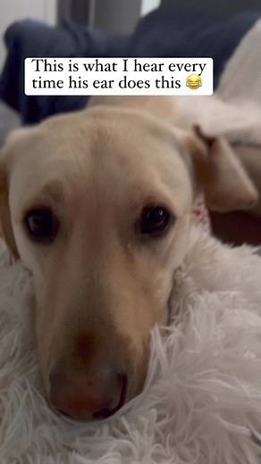 95K views · 827 reactions | What kind of ear kaboom is this? It does it all on its own  #funny #dobby #funnydogs #cuteanimals | Winston, Rutledge and Reggie the funny Labs | Facebook