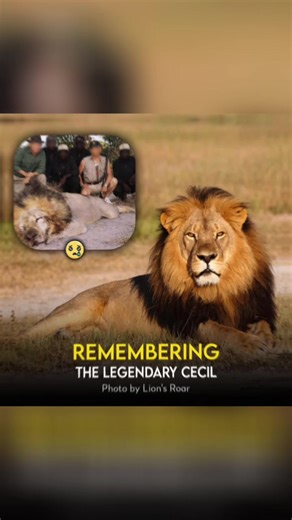 Remembering 🦁 : Cecil, born in Hwange National Park in Zimbabwe, quickly became one of the most iconic lions in the world. Known for his majestic mane and dominant presence, he lived a peaceful life in the wild, freely roaming his territory. In 2008, Cecil became the leader of his pride, further solidifying his place as a symbol of strength and beauty in the animal kingdom. However, in 2015, tragedy struck when Cecil was lured outside the protected area of the park by a trophy hunter. The hunte