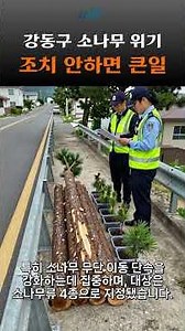 Seoul Identifies Pine Wilt Disease in Gangdong-gu, All-Out Efforts to Block Spread