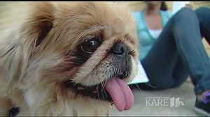 Doggy Dining Do’s for patio season