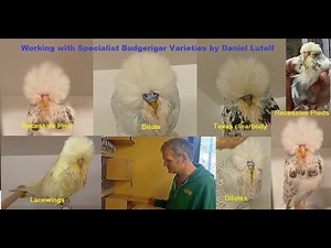 Daniel's efforts in working with Specialist Budgerigar Varieties