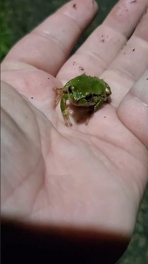 caught a tree frog crossing the road #nature